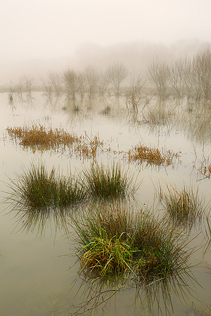 Floating grasses, Fittleworth.