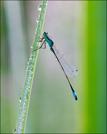 Blue-tailed Damselfly.
