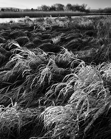 Reed patterns, Waltham Brooks.