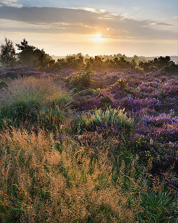 Late summer dawn on Iping Common.