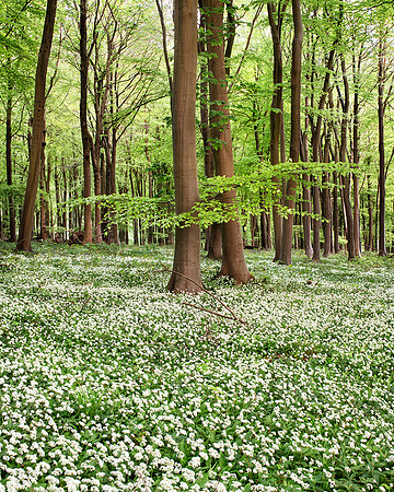 Colours of Spring.