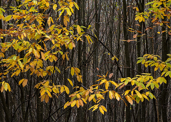 Autumn colour Pulborough Brooks.