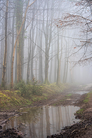 Winter in Eartham Wood.