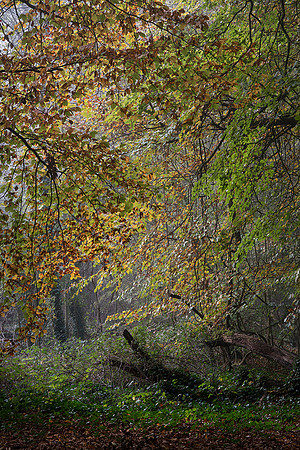 Woodland corner, Whiteways.