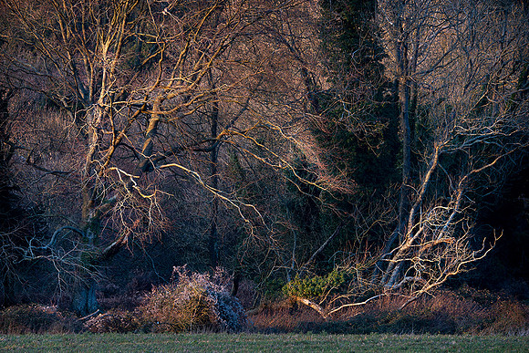 Forest edge, Eartham Wood.