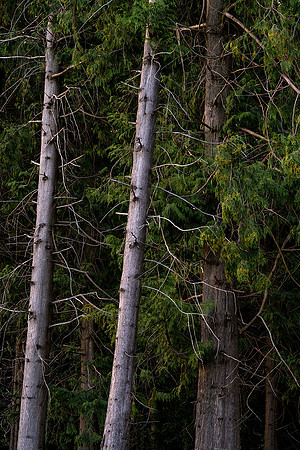 Afterglow on pine trees, Eartham Wood.