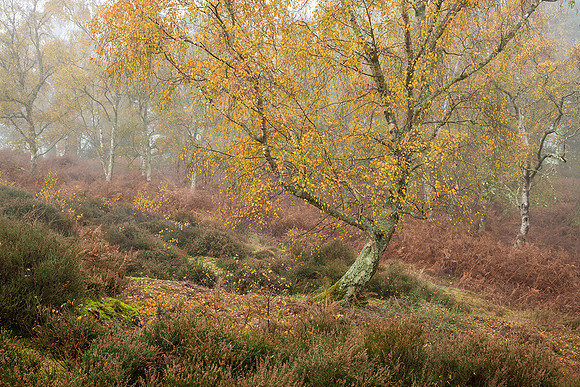 Autumn dawn, Hesworth Common, Fittleworth.