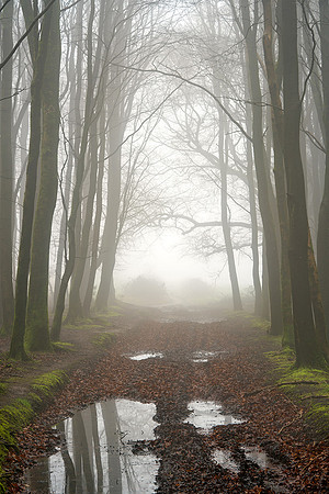 Gateway, Eartham Wood.