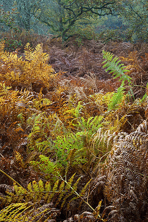 Shades of bracken, Hesworth Common.