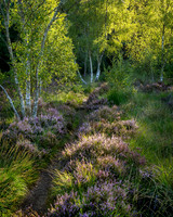 Late summer colour, Lavington Common.