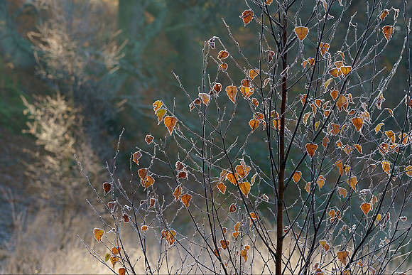 Frosty morning, Hesworth Common.