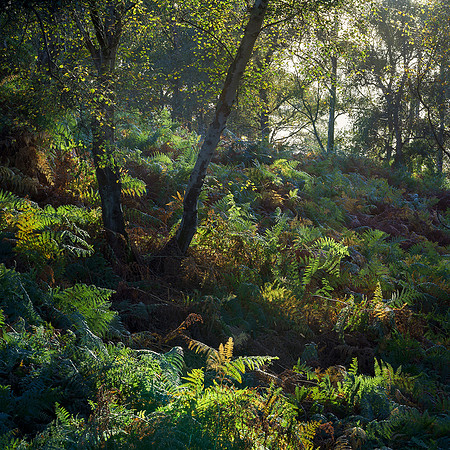 Autumn backlighting, Hesworth Common.