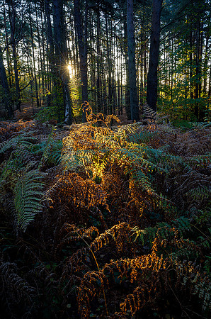 First light, Hesworth Common.