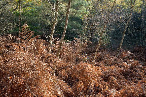 End of summer, Hesworth Common.