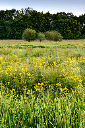 Summer water meadow, Fittleworth.