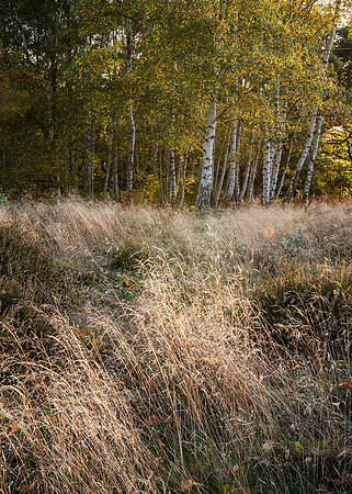 Study in Autumn light, Hesworth Common.