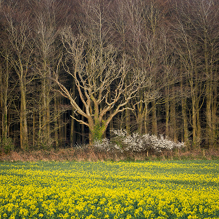 Signs of spring, Wepham Wood.