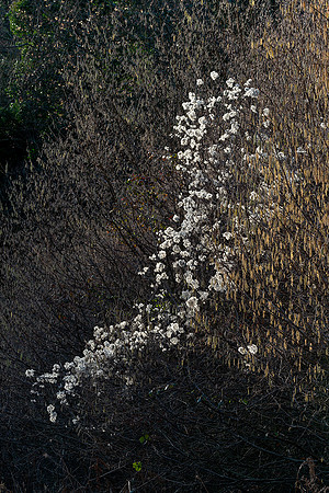 Old man's beard, Eartham Wood.