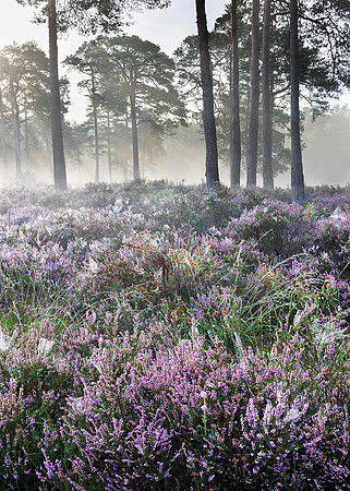 Early light on Lavington Common.