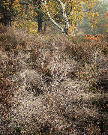Glorious scrub, Hesworth Common.