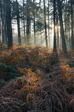 Mornings early warmth, Hesworth Common.
