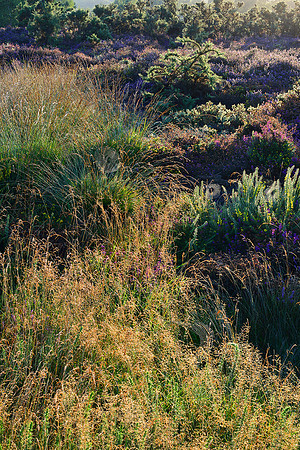 Summer Dawn and heather, Iping Common.