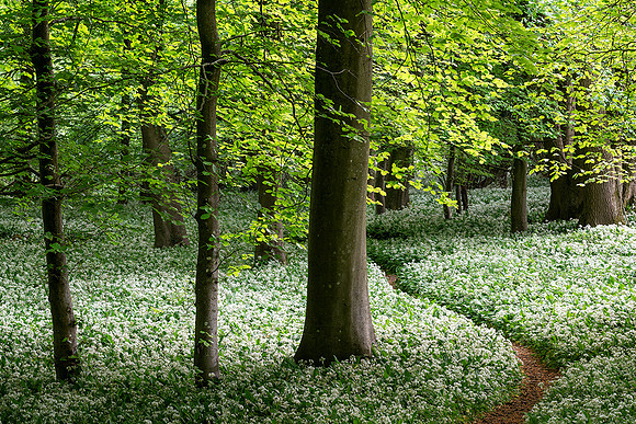 Spring in a Garlic Wood.