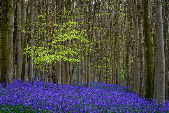 Bluebells on Nore Hill, Slindon