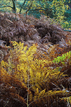 Autumn colour, Hesworth Common.