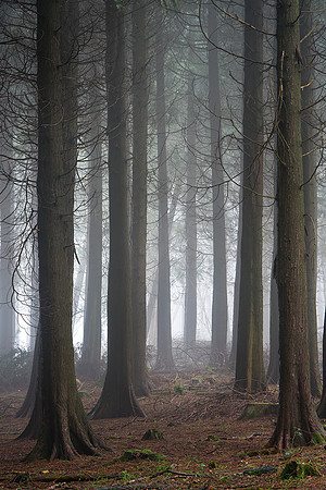 Forest floor, Eartham Wood.
