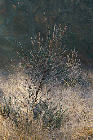 Early morning, Hesworth Common.