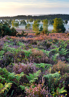 Iping Common, summer dawn.