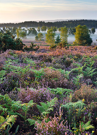 Iping Common, summer dawn.