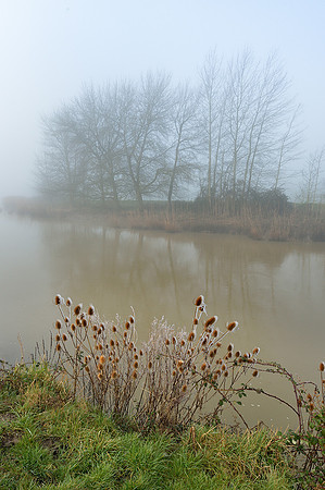 Dog and Rhine frost, South Stoke.