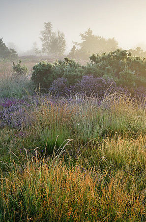 Late summer dawn, Iping Common.