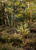Early morning light, Hesworth Common.