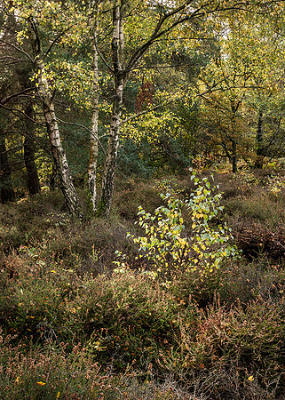 Early morning light, Hesworth Common.
