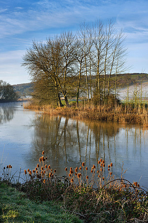 Winter light and teasels at South Stoke, Arun Valley.