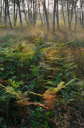 Edge of the common, Iping.