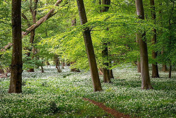 Verdant.