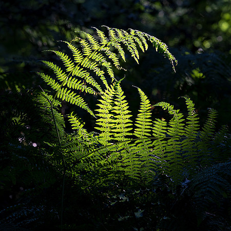 Bracken study.
