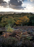 Autumn light over Hesworh Common.