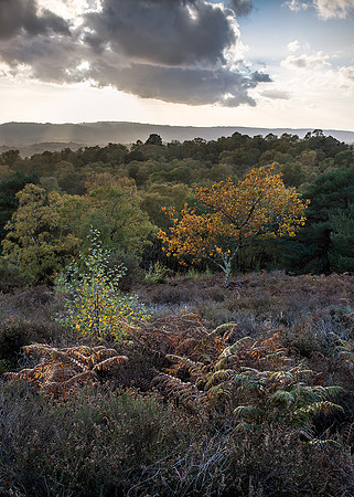 Autumn light over Hesworh Common.