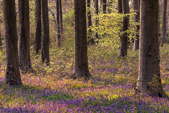 Evening Glow, Wepham Woods.