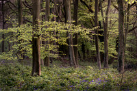 Spring in Wepham Wood, Angmering Park.