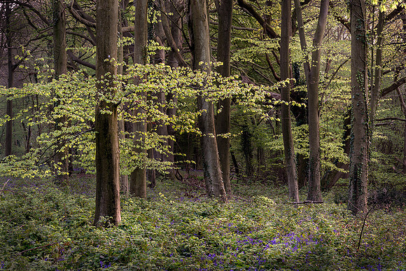 Spring in Wepham Wood, Angmering Park.
