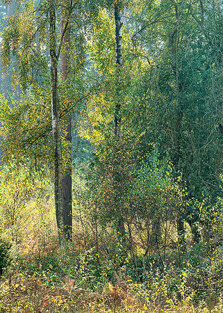 Dappled light, Pulborough Brooks.