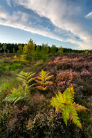 Early Autumn, Lavington Common.