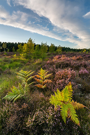 Early Autumn, Lavington Common.