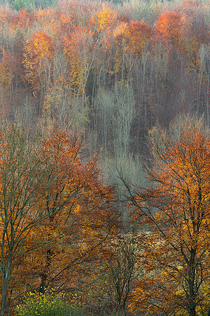 Autumn tree details, Houghton forest.
